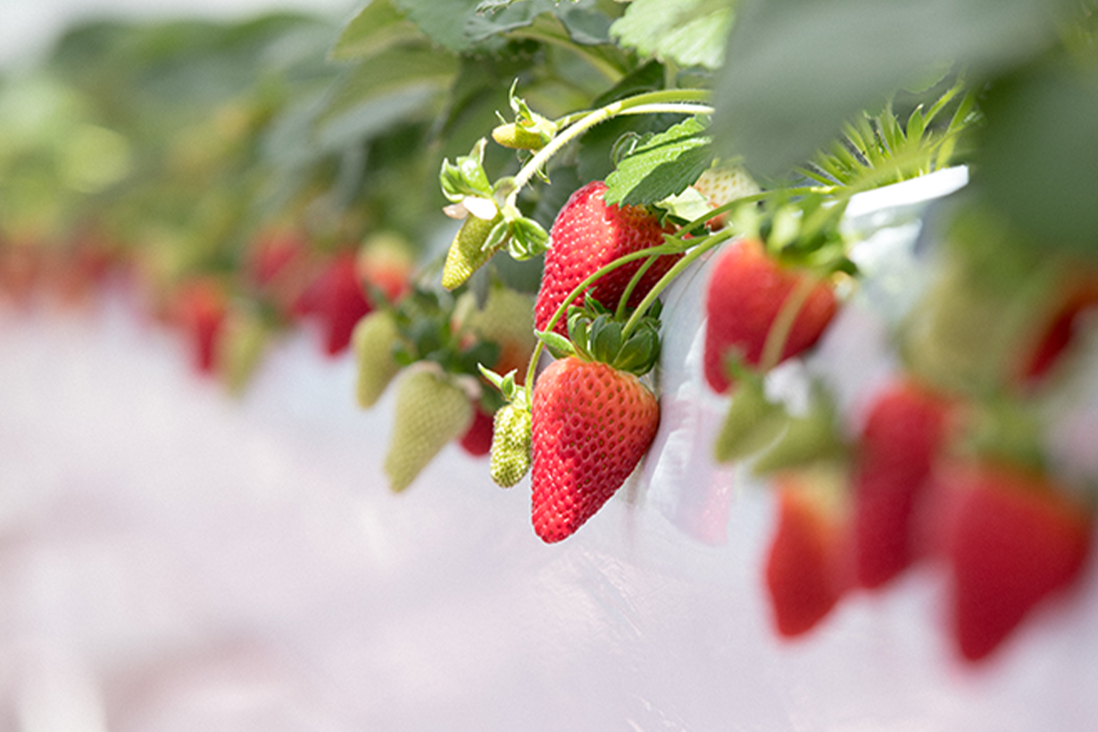 #POPSPOTS in Tokyo：一起到橫濱的「東京ストロベリーパーク」採草莓吧！