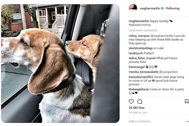 Meghan Markle Animal Right Instagram