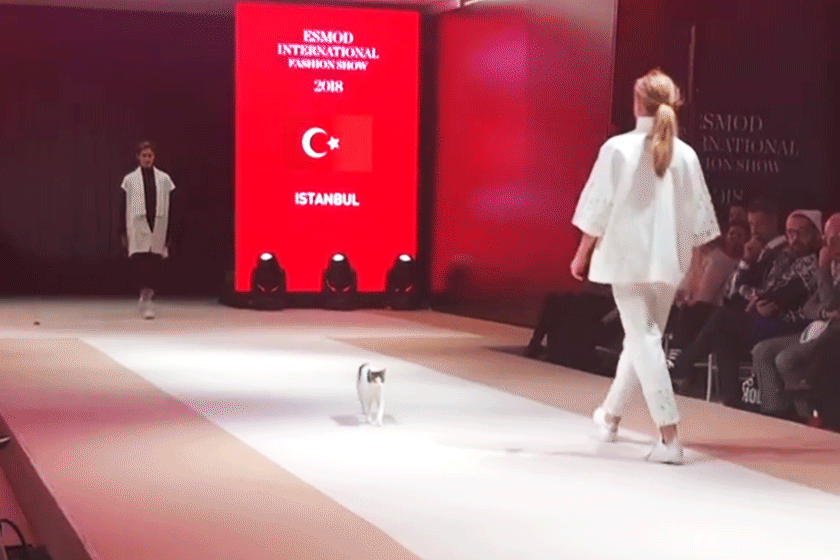 cat-walks-runway-istanbul-fashion-show
