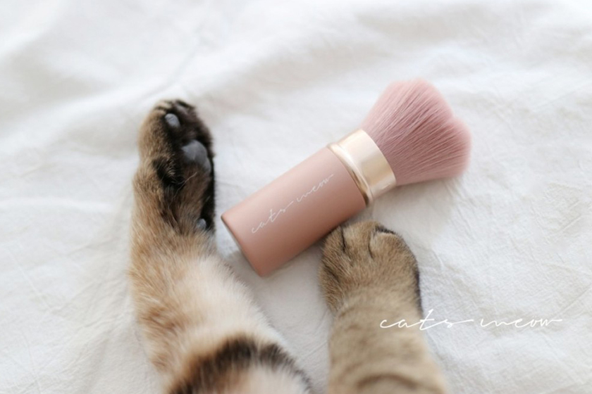 Make Up Brush taiwan beauty brand Cats Meöw
