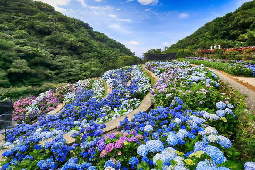 Taiwan Hydrangea season Hot Spot Yangmingshan Hsinchu