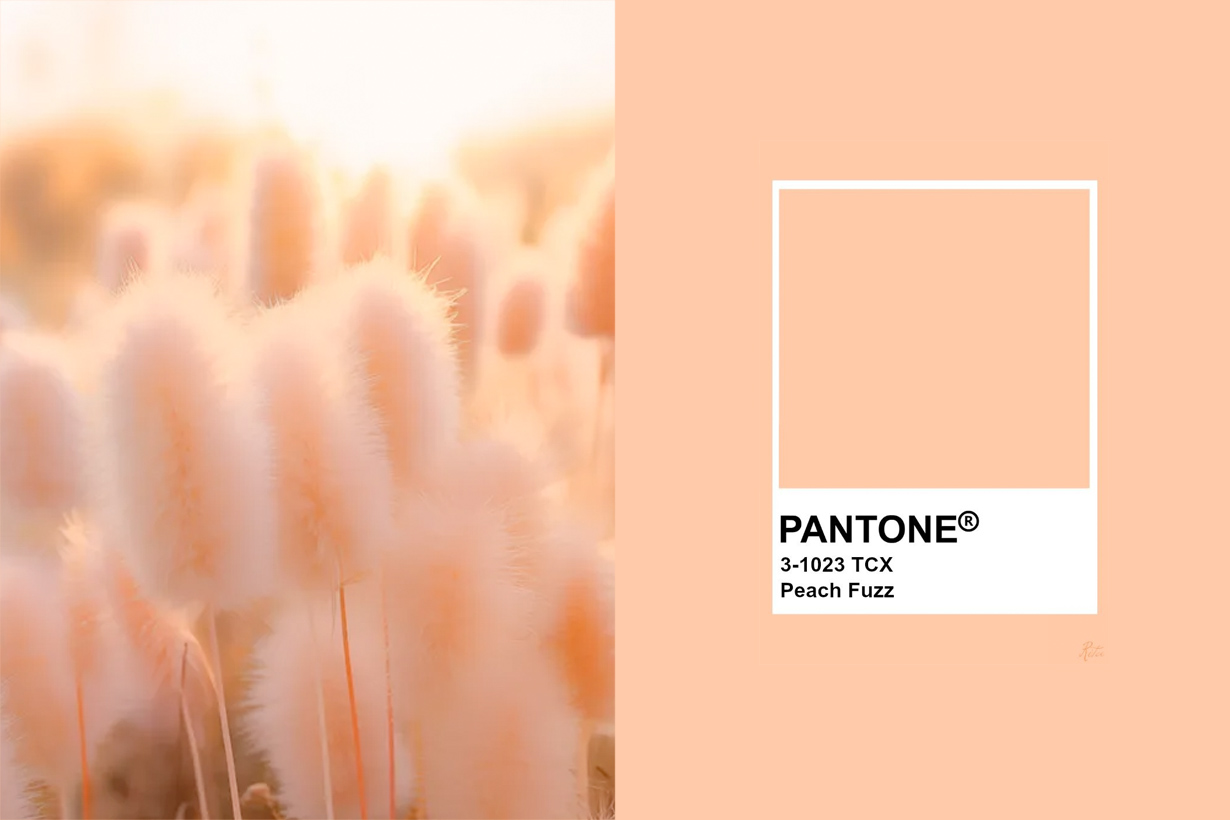 Pantone 以「Peach Fuzz 柔和桃」作為 2024 年度代表色，象徵溫暖而堅毅的陪伴！